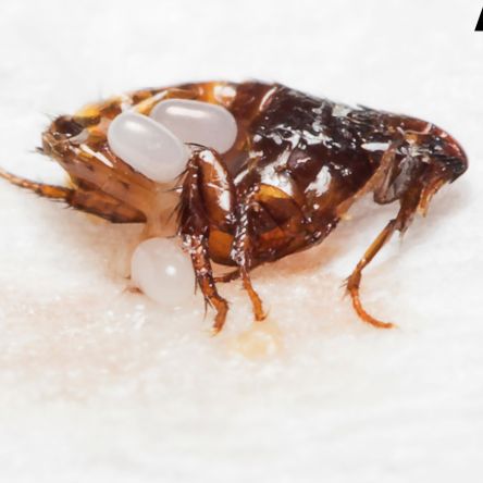 Bedbug